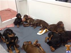 doberman pinscher puppy posted by Ada M. Levine